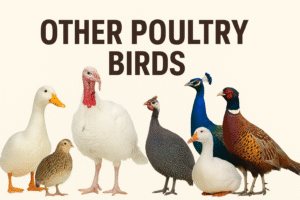 Other Poultry Birds