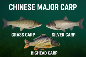Chinese Major Carp