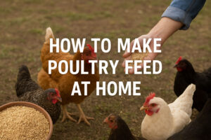 How to Make Poultry Feed at Home