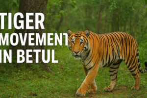 Tiger Movement in Betul
