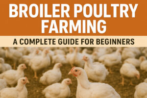 Broiler Farming: A Complete Guide for Beginners